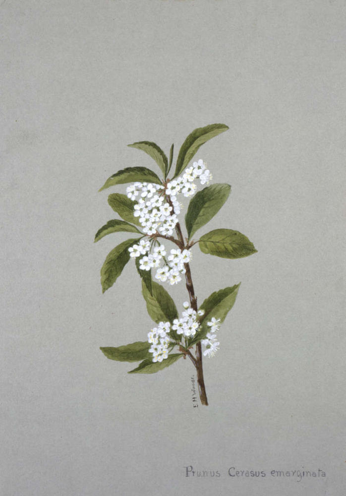 Bitter cherry illustrations