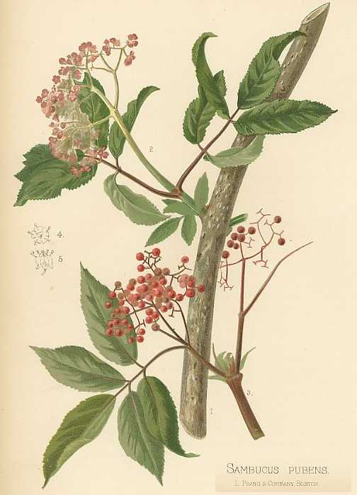 Red elderberryillustrations