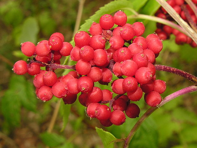 Red elderberry fruit