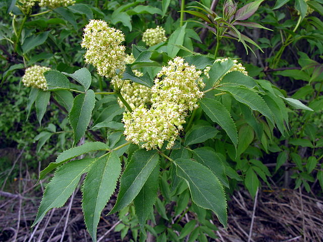Red elderberry flowers