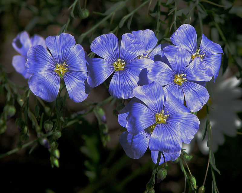 Flax