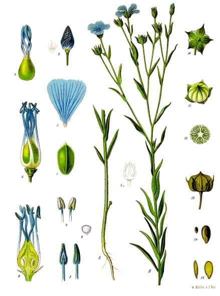 Flax illustrations