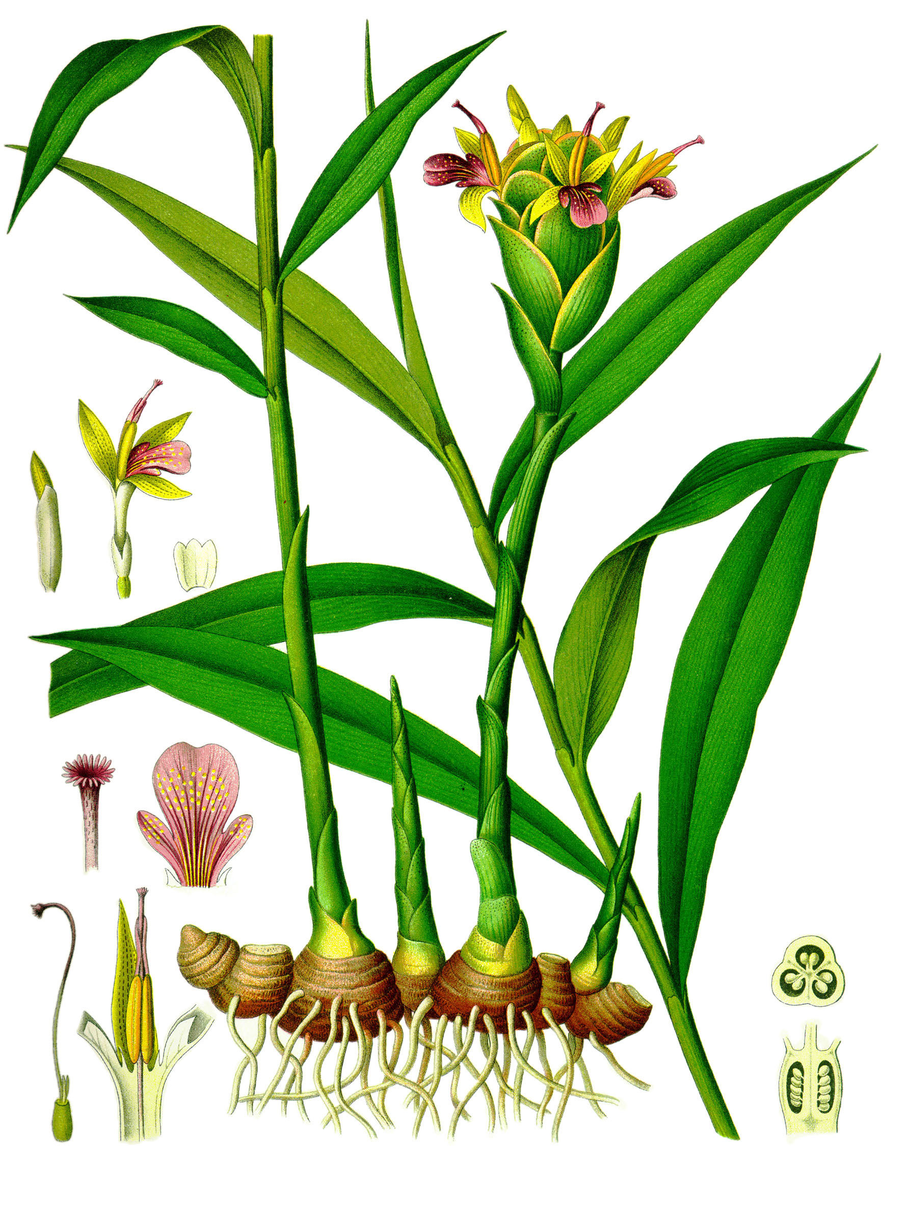 Ginger illustrations