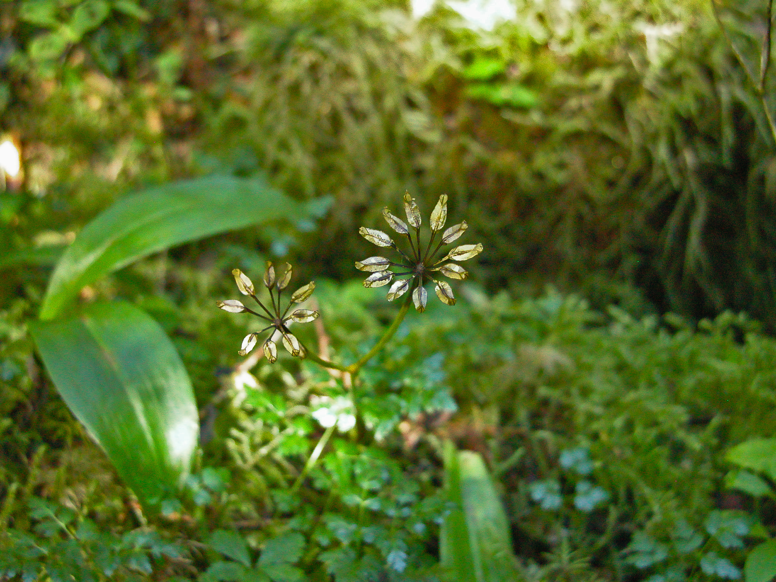 Goldthread