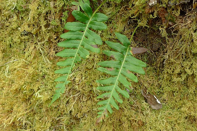Licorice fern