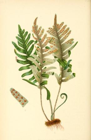 Polypodium illustrations