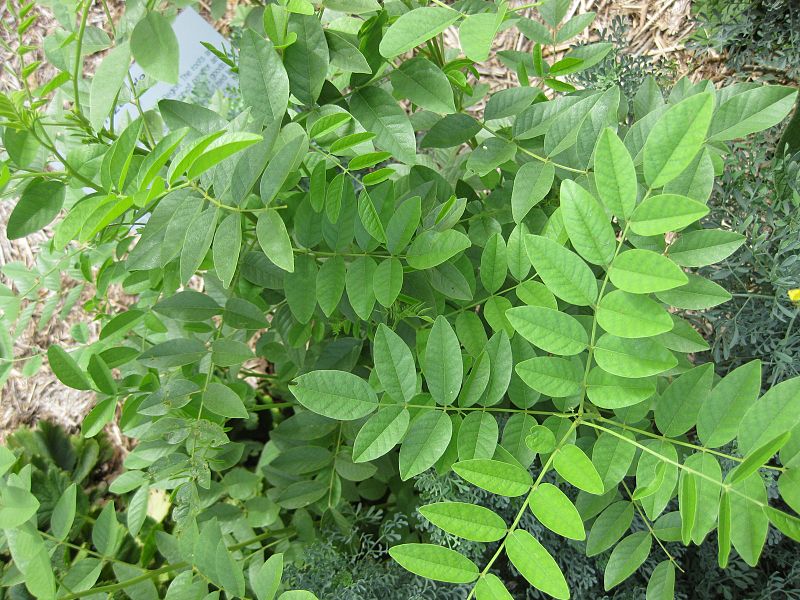 Licorice leaves