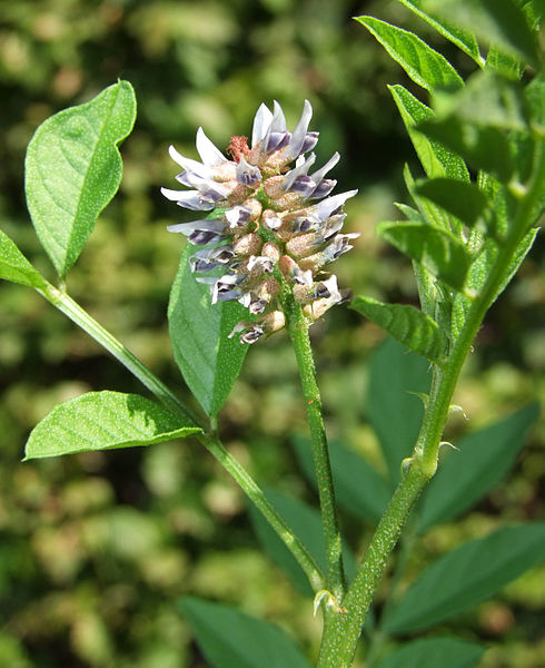 Licorice flowers