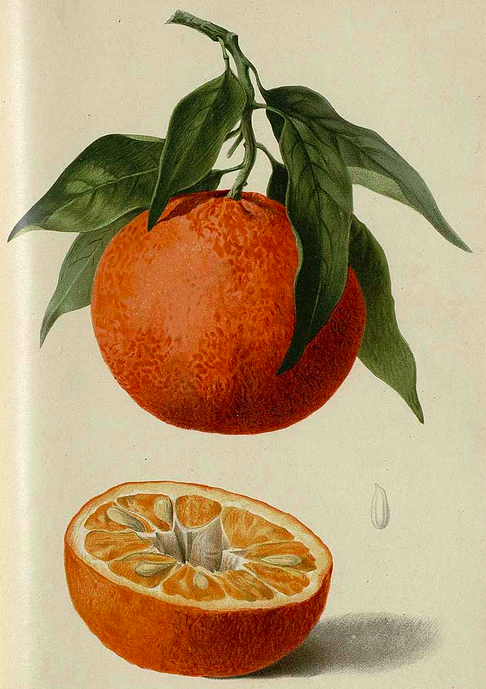 Mandarin orange illustrations