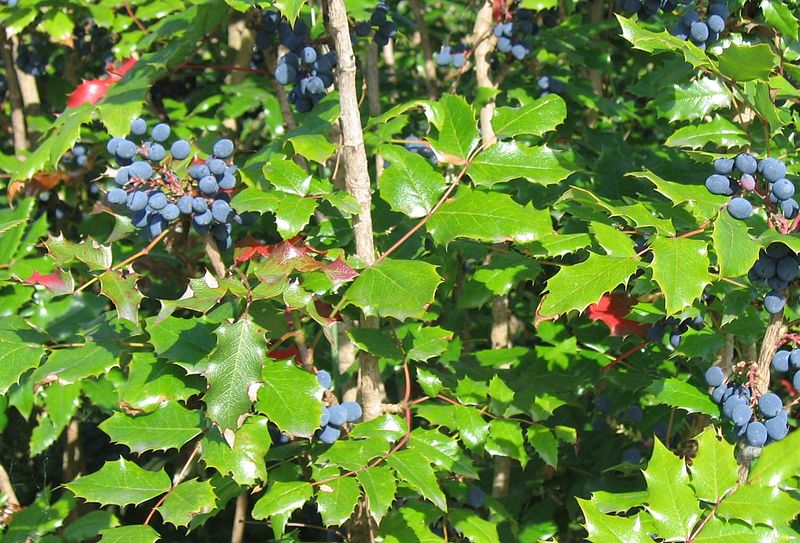 Oregon grape
