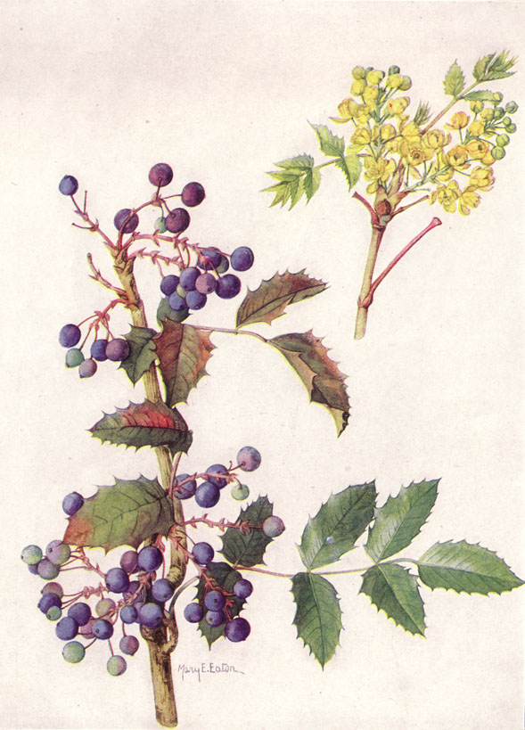Oregon grape illustrations