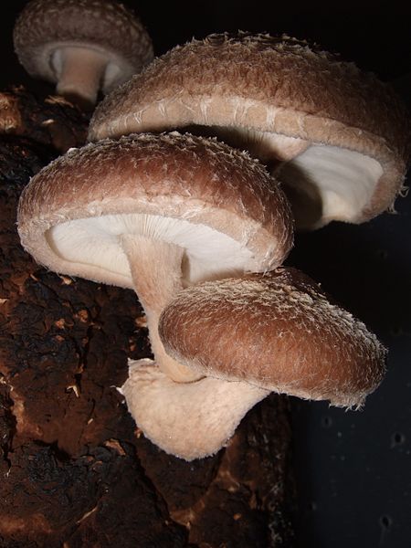Shiitake mushroom
