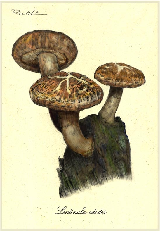 Shiitake mushroom illustrations
