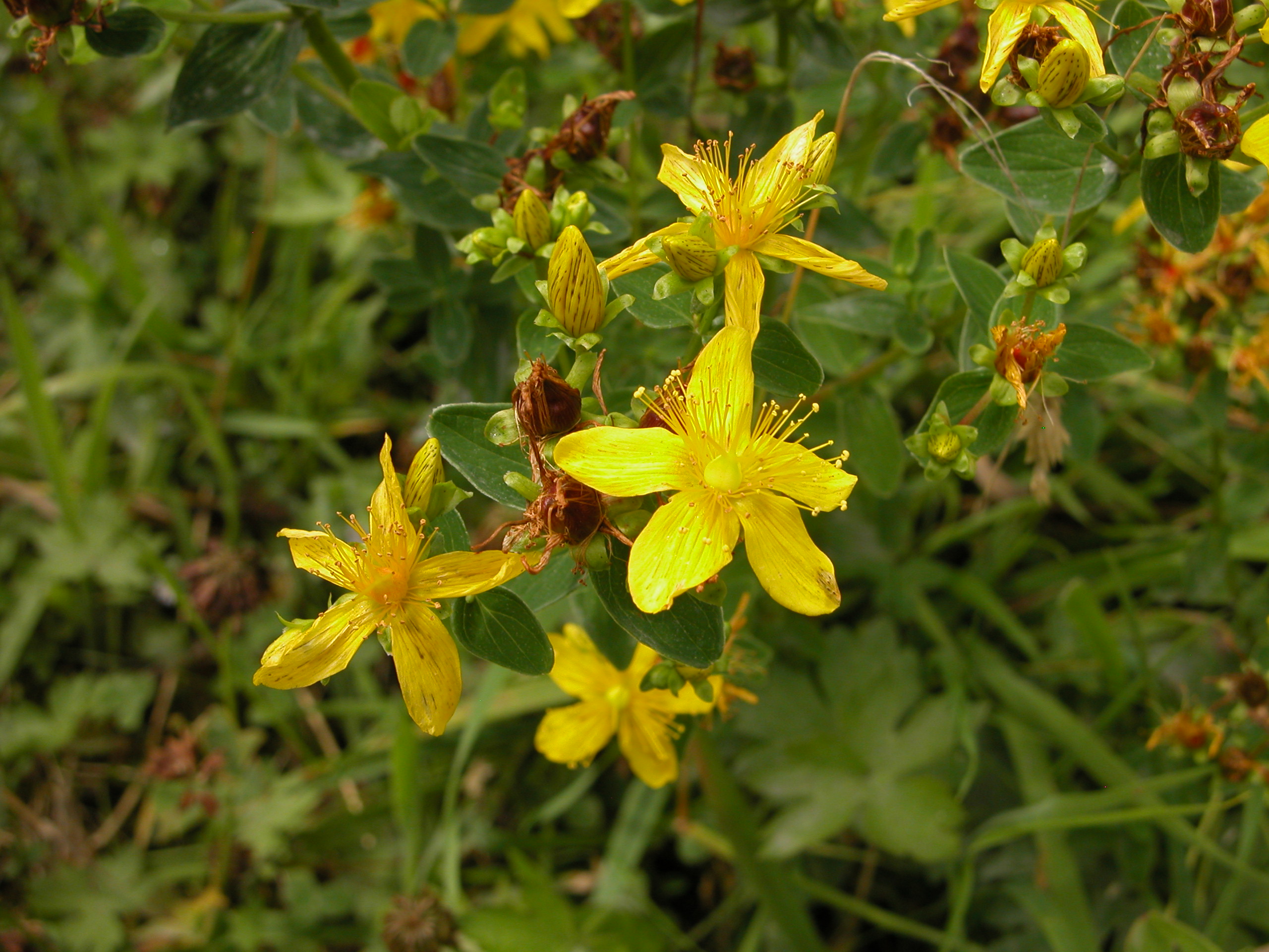 St. John's Wort