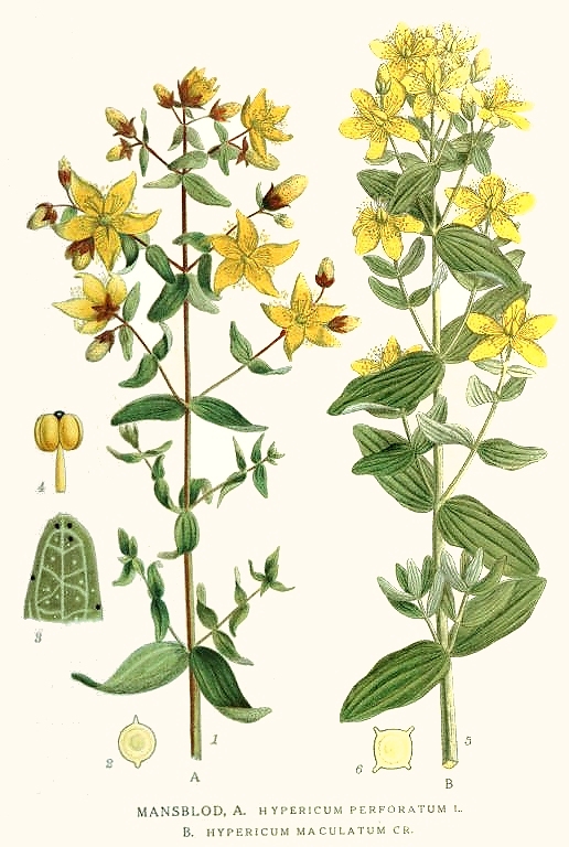 St. John's Wort illustrations