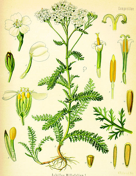 Yarrow illustrations