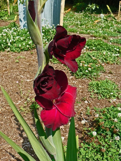 Dark velvet-red Gladiolus.