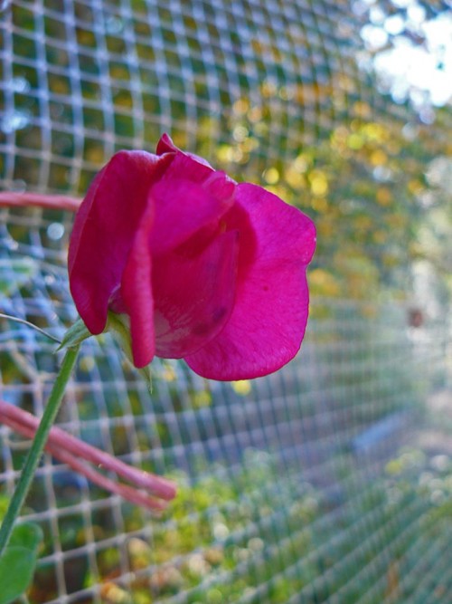 Sweet Pea.
