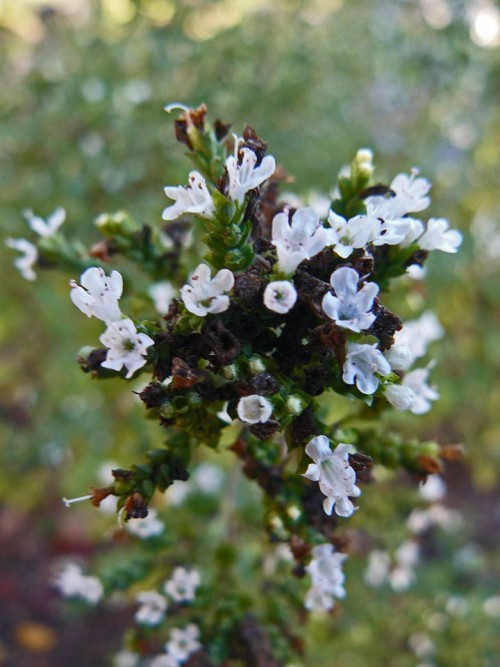Oregano.