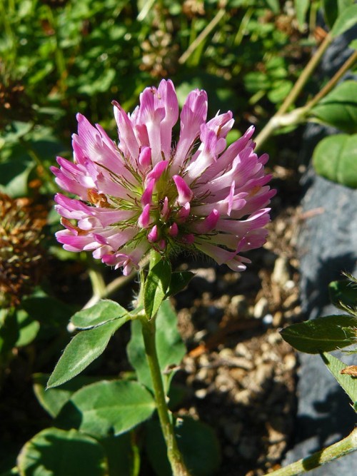 Red Clover.