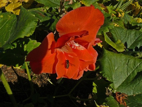 Red Gladiolus with an interesting pollinator.