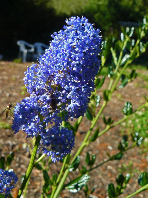 Ceanthus.