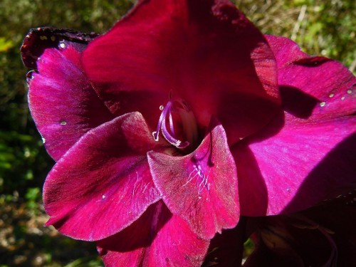 Purple Gladiolus.
