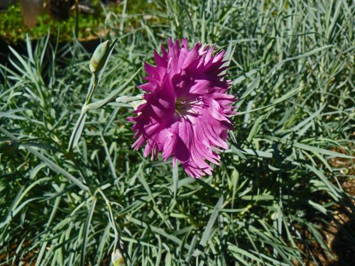 First Pink of the year.
