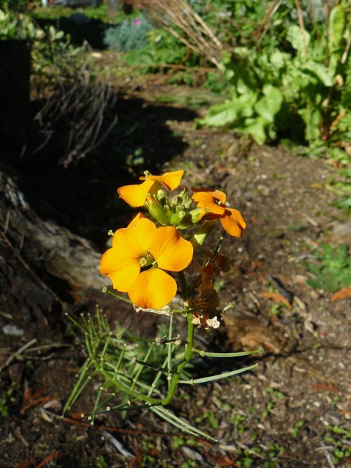 Prairie Rocket or Rough Wallflower.