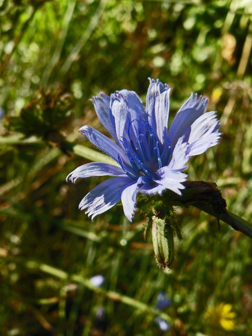 Chicory.
