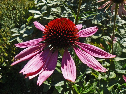 Purple Coneflower or Echinacea.