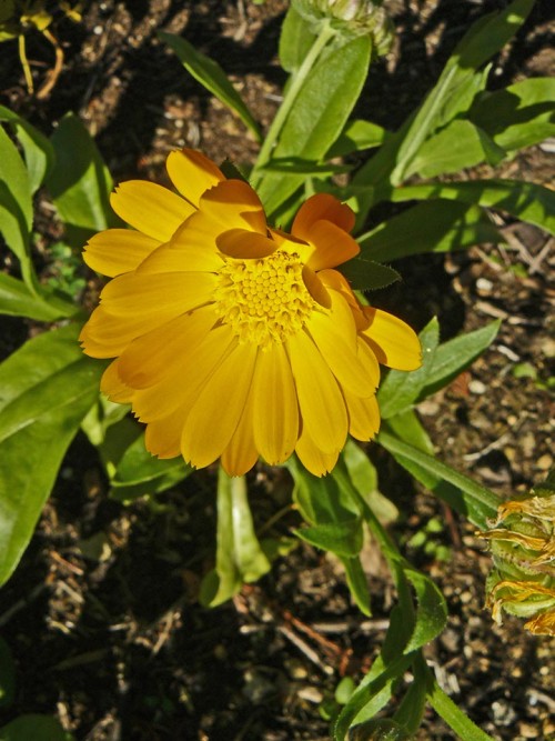 Calendula.