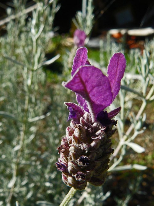 Spanish Lavender.