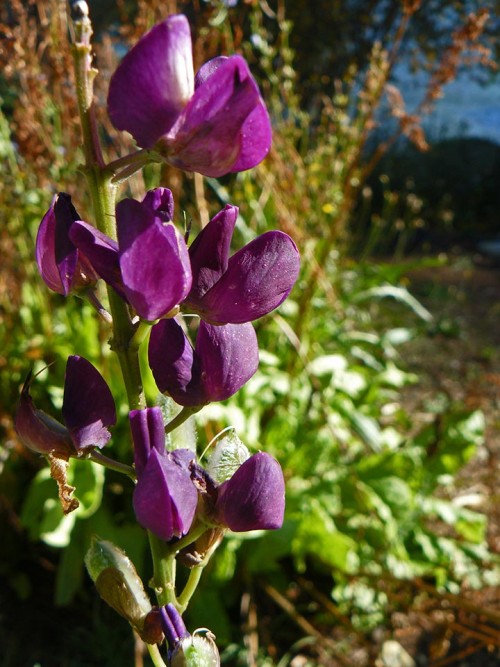 Lupin.
